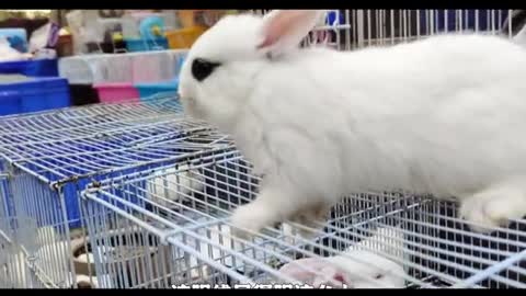 cute white rabbit