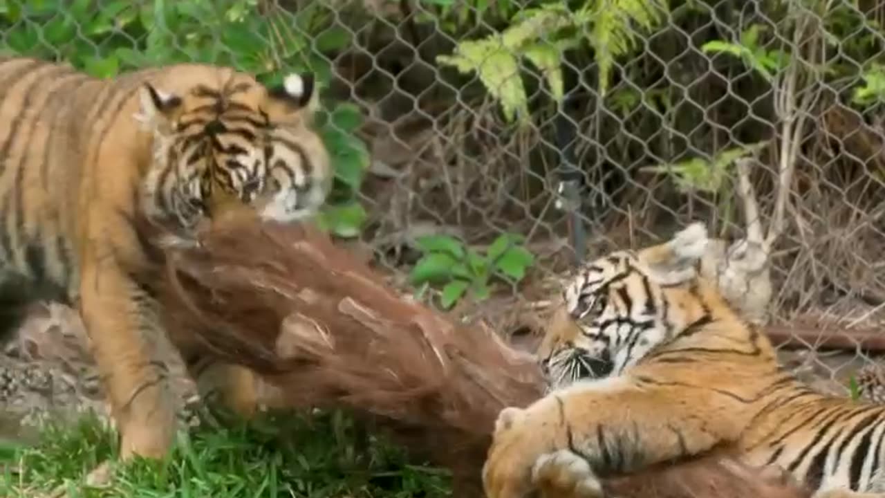 International tigers day 👍