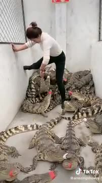 Super Funny Animals Video ( 2021) - TikTok Funny Video - pets & Animals lover video