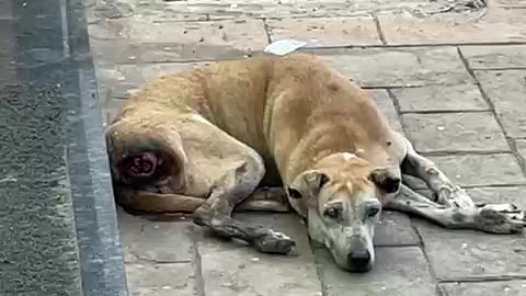 Injured Dog