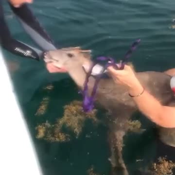 The things we find in the sea.