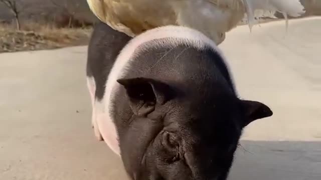 Tiktok Animals Doing Things - funny animal videos 2022🐶🐶
