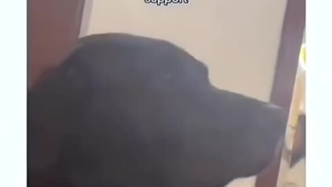 🐾🤣 Animal Antics: The Funniest Pets on the Planet! 😆 Part 17