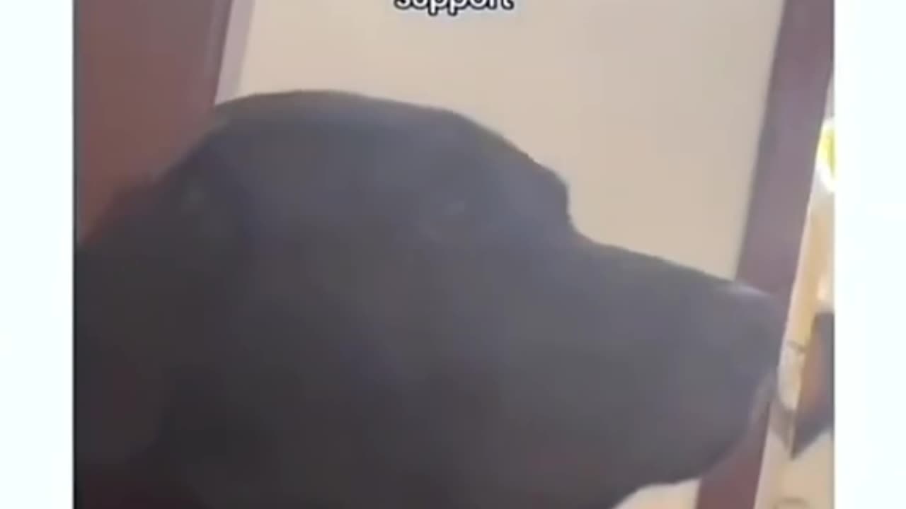πΎπ€£ Animal Antics: The Funniest Pets on the Planet! π Part 17
