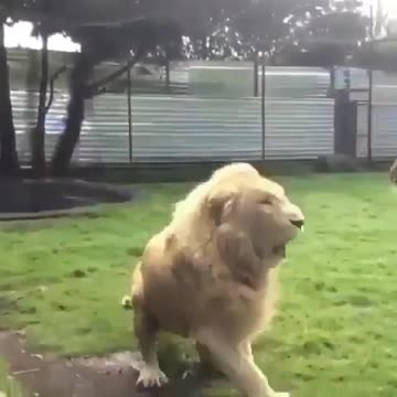 Loan attack in tiger