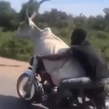 Man Rides Bike with cow