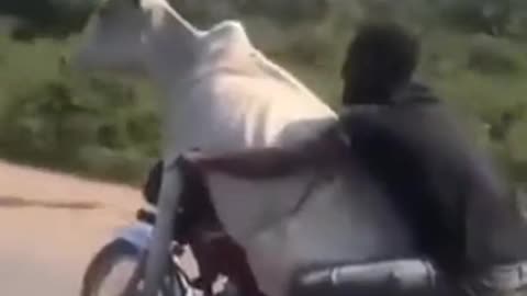 Man Rides Bike with cow