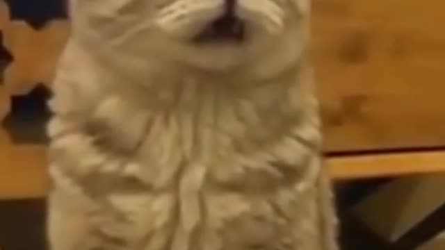 Funniest cats funny cats life