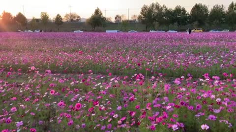 Cosmos Field in Fall