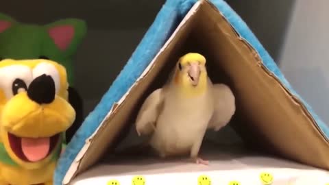 Cute moments of my Beloved Birds