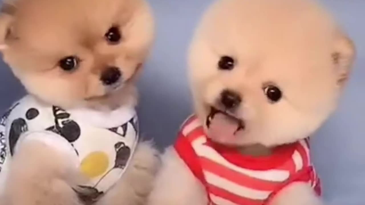 Two Adorable Dogs: Are They the Cutest? 🐶😍