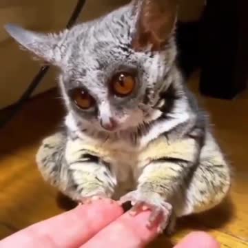 Sleepy little lemurs yawns