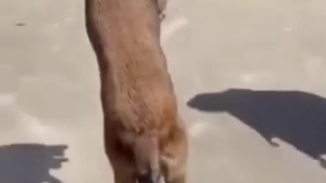 Watch the pets and their beauty 😍 😘