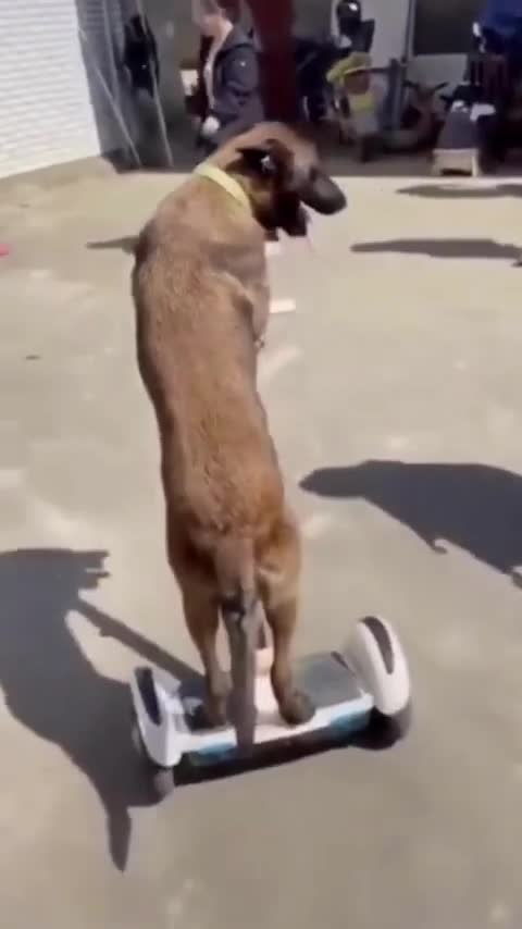 Watch the pets and their beauty 😍 😘