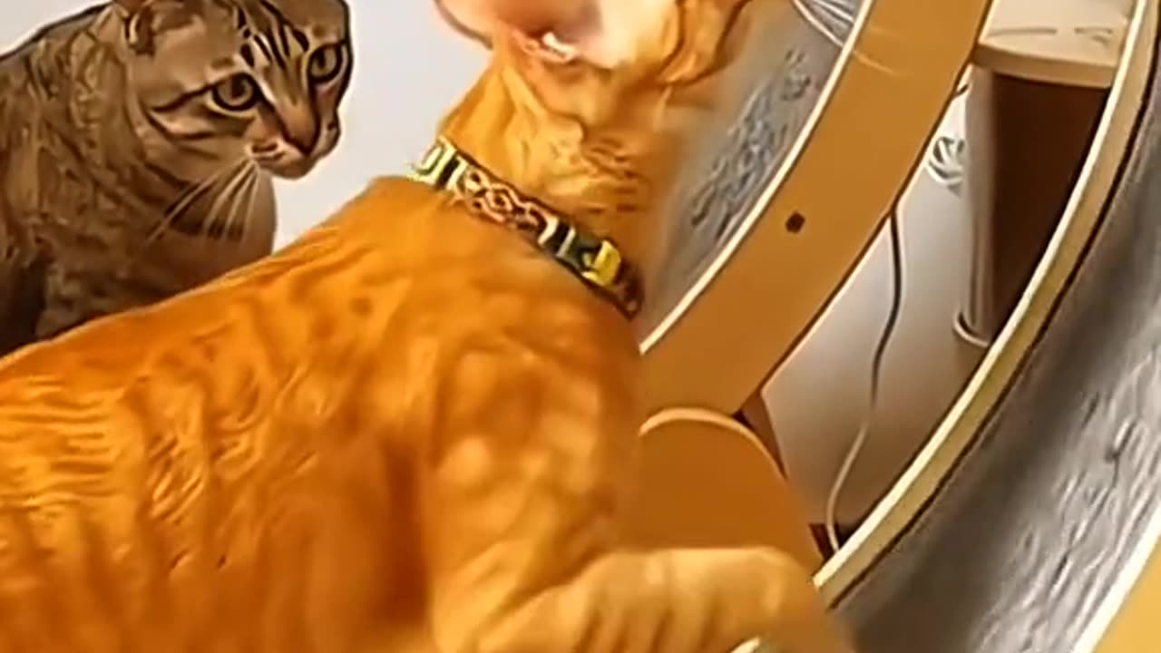 Funny cat videos dio 9