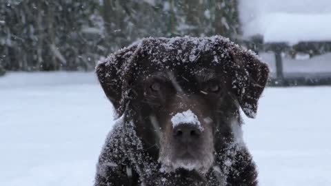 Labrador Dog Retriever Australian Shepherd in Snow - Don't Angry Me