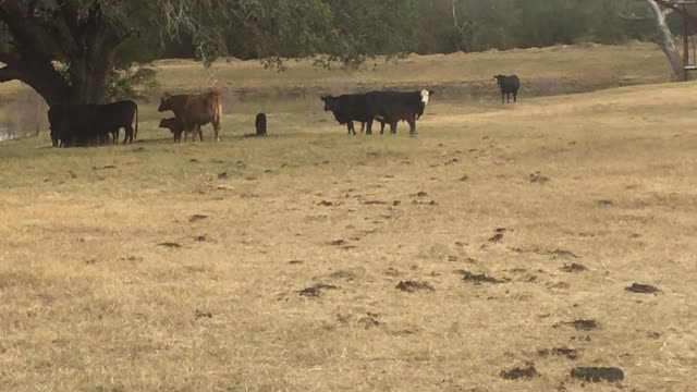 29- Angus/Angusx short term pair/heavy bred.