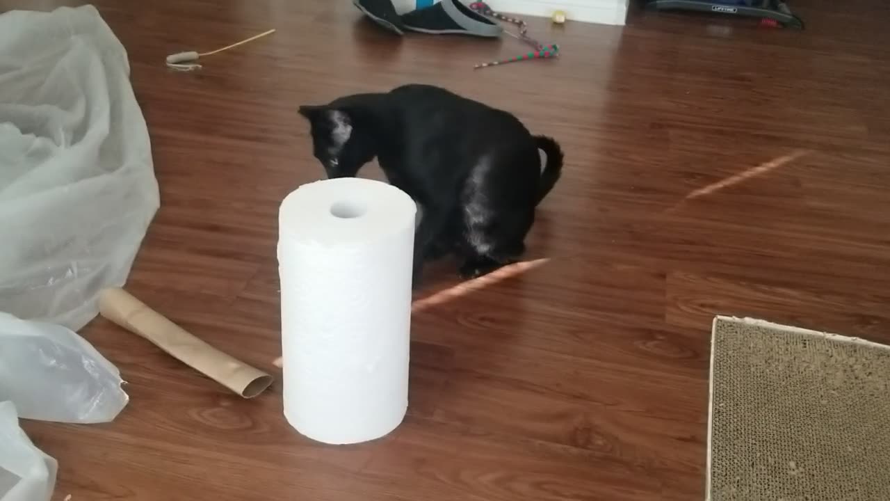 20240824 175839 Tux Paper Towel Roll Mauling