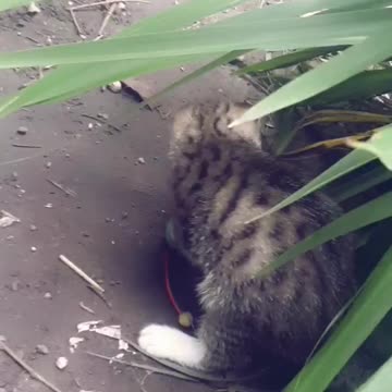 Cat and mouse playing😻😻