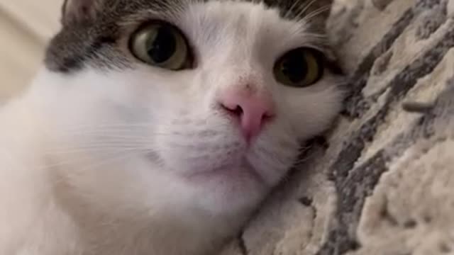 top funny cats videos