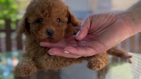 Young Poodle Puppy on a Glass Table