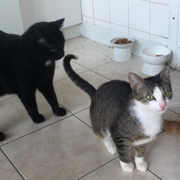 My cat try to get attention