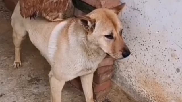 Funny video
