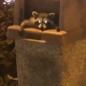 Trash panda opens the window!when I knock