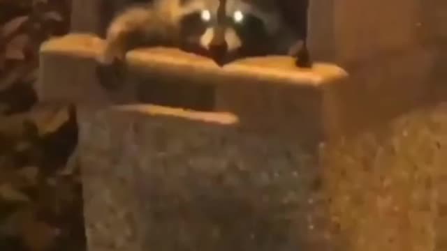 Trash panda opens the window!when I knock