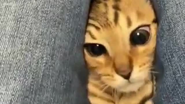 Cat funny video