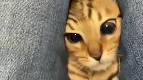 Cat funny video