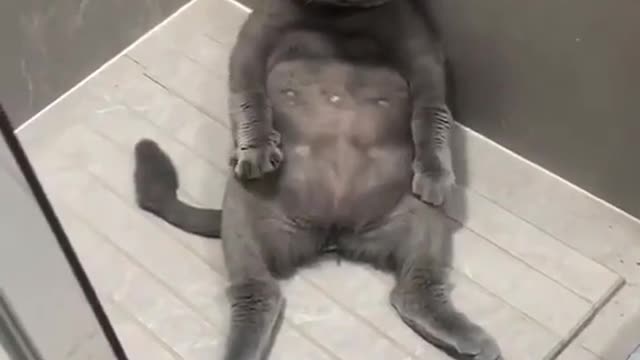 Cat's Reply