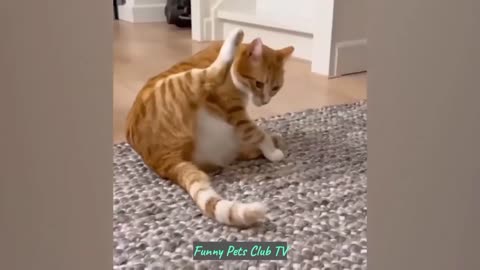 Funny Animal Videos 🤣 Funniest Cats and Dogs Videos 2024 😁 #110