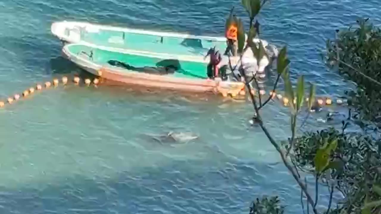 Livestream-3 -Day 2 from Taiji Japan a large pod of bottlenose dolphins were driven into the cove