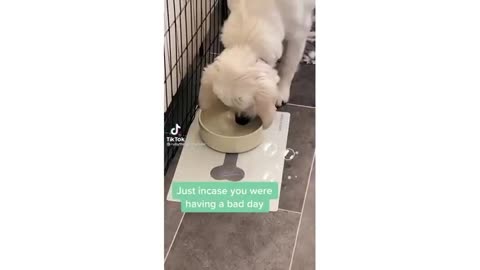 Dog enjoy