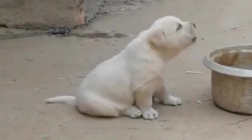 cute dog singing