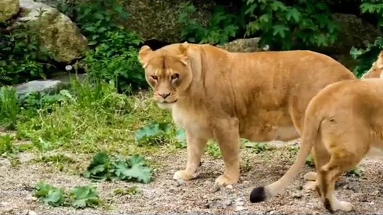 Lion Short Video , Wildlife Animal