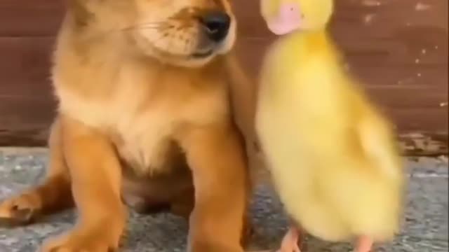 Cute dog 🐕 with hen 🐥 baby emotion