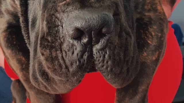 Cane Corso puppy growth 10 weeks verses 17 months