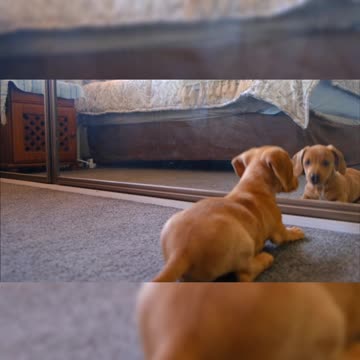 Funny dog Funny dog video