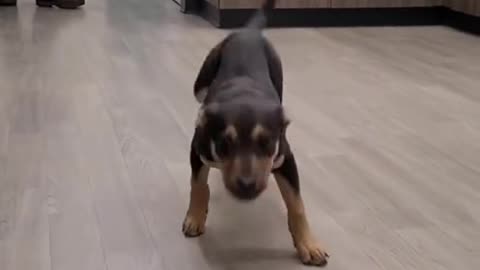 He really did the (dog dancing - Hilarious)