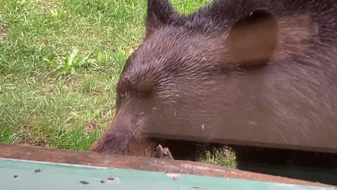 BLACK BEAR LOOKING IN CABIN WINDOW