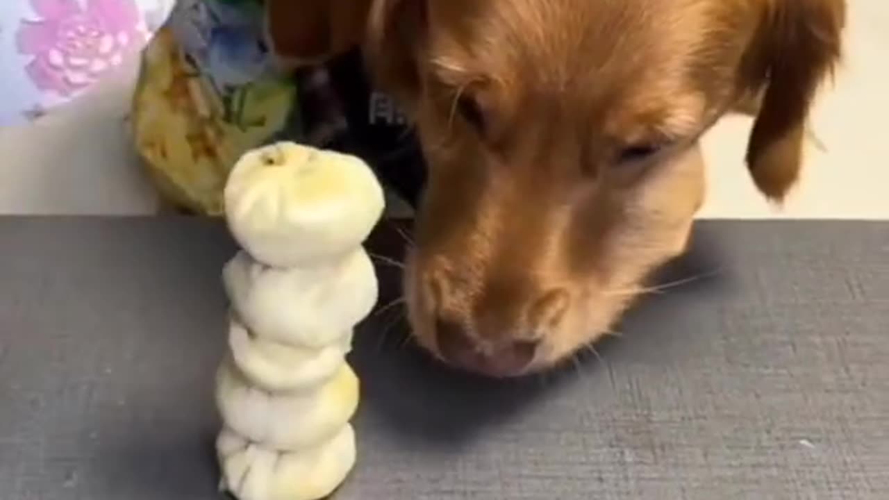 Funny dog