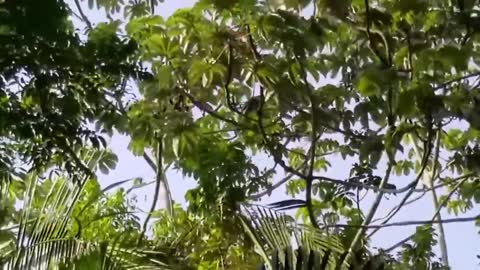 Spider Monkeys with young ones