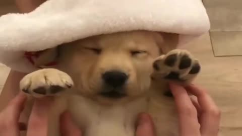 Funny videos