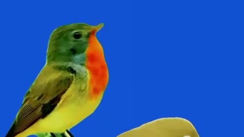 Pet Cats Beautiful Bird And Animal 4K HD Adorable Photography By Nature.