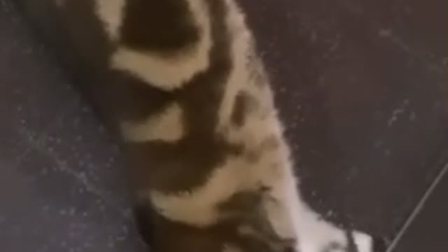 This cat tries so hard to get under the fridge