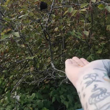 A bird lands on my hand and we become friends