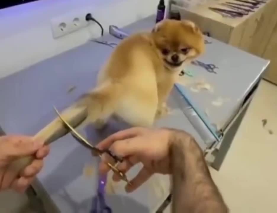 New style dog tail hair cutting