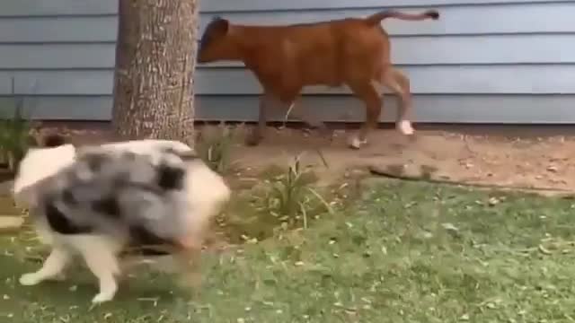 A short reminder that cows are just big puppies